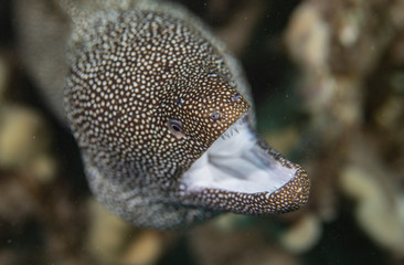 Coral reef fish life