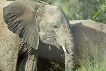 Young elephant bull collection. 