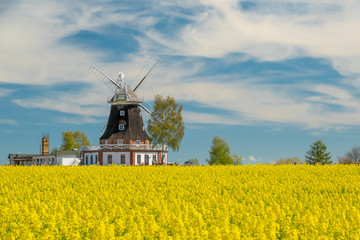 an old windmill stands on a canola field