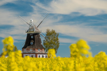 an old windmill stands on a canola field
