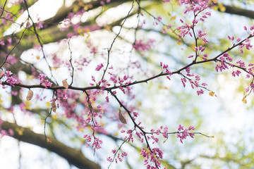 Pink flowering redbud tree in the spring