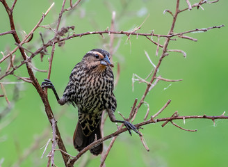 Female red winged blackbird with legs spread to balance