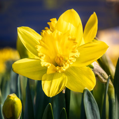 daffodils 