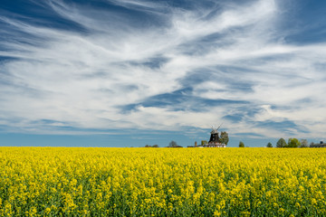 an old windmill stands on a canola field
