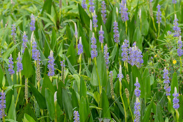 Fototapeta premium Pickerelweed (Pontederia cordata) is a Florida wild flower
