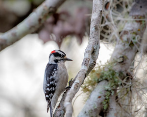 Downy woodpecker in its natural habitat in Florida, USA