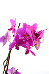 pink orchids on white isolated background