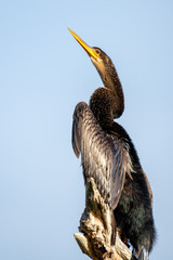 Anhinga perched on a branch in central Florida