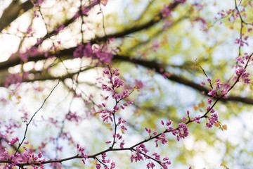 Pink flowering redbud tree in the spring