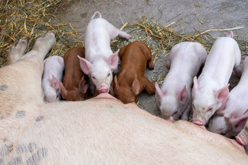 Mamma pig feeding her young 