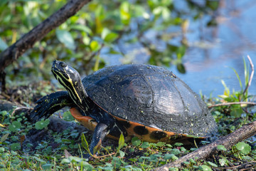 Obraz premium Turtle walking on the grass near a pond