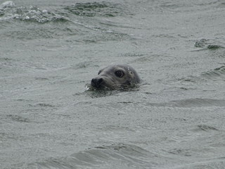 Fototapeta premium Kegelrobben