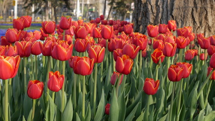 Spring is the time of tulips