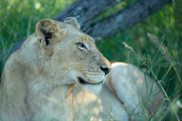 Lion pride resting in the shade with a male lion sleeping