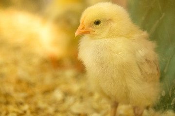 Yellow farm baby. Yellow chick