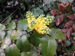 Mahonia japonica shrub during flowering. Spring