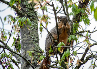 Red squirrel eating in Hot Springs, Arkansas USA
