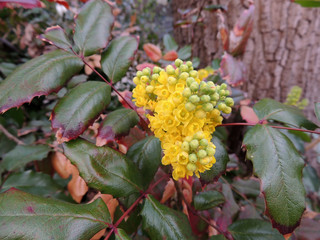 Mahonia japonica shrub during flowering. Spring