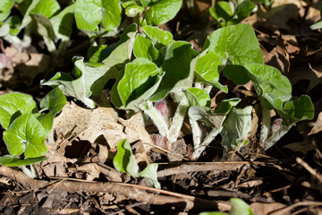 Macro view of Canadian wild ginger plants growing in their native woodland habitat