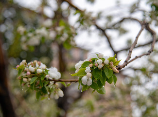 Snow on apple tree blossoms