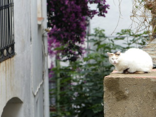 white cat resting on top of a wall in the city