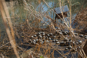 Group of European pond turtle