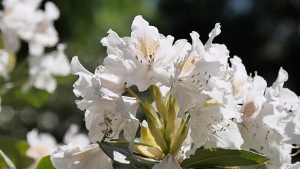 Rhodedendron Gärten der Welt Berlin 
