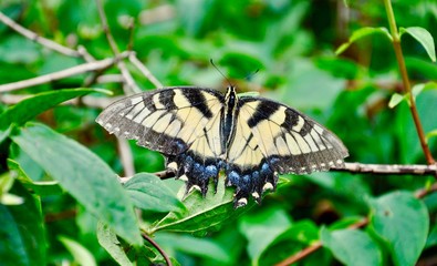 Eastern Swallowtail Butterfly