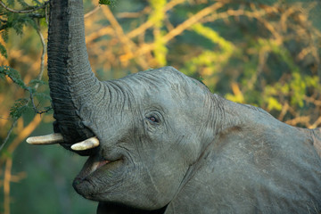 Young elephant bull collection. 