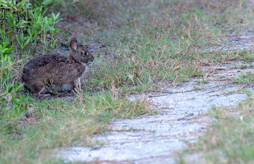 Marsh rabbit eating grass on the edge of the path
