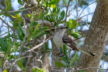 Mockingbird perched on a branch 