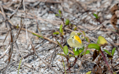 Sulfur butterfly resting on a flower