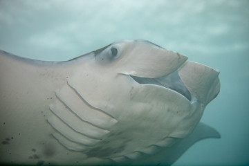 Manta ray in Hawaii
