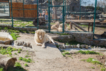 Lion in the ZOO