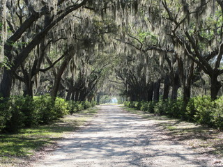 Wormsloe Historic site