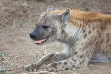 Obraz premium Tüpfelhyäne / Spotted hyaena / Crocuta crocuta