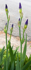 Wild iris buds flourishing along rural road.