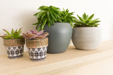 Four Cactus plants in pots