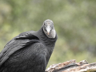 Vulture 