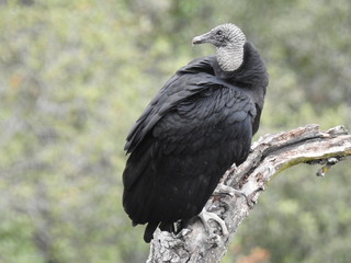 Vulture looking backward