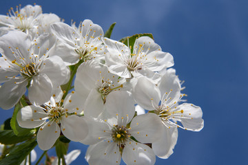 Białe kwiaty wiśnia w powiększeniu, w tle błektine niebo - obrazy, fototapety, plakaty