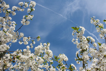 Gałęzie wiśni pokryte białymi kwiatami na tle błękitnego nieba © Monika