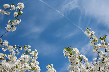 Gałąź wiśni pokryta białymi kwiatami na tle błękitnego nieba