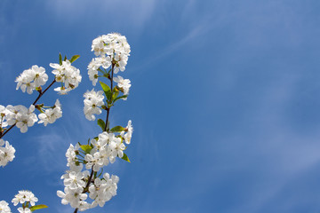 Gałąź wiśni pokryta białymi kwiatami na tle błękitnego nieba - obrazy, fototapety, plakaty