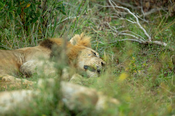 Lion pride resting in the long grass