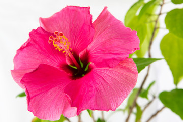 Hermosa planta hibisco con una hermosa flor rosa