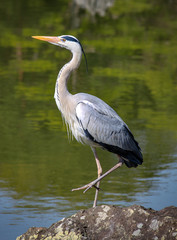 Grey Heron On One Leg