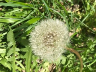 Dandelion