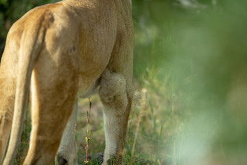 Lion pride resting in the long grass