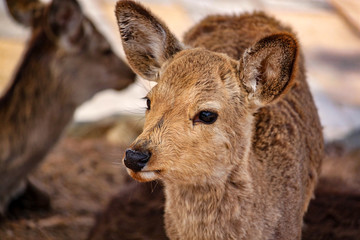 Portrait Of Deer Looking Left